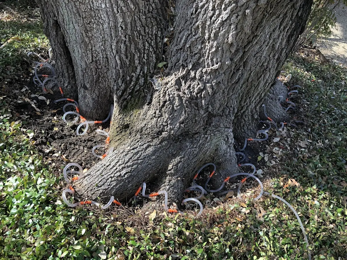 Detailed Tree Cabling and Bracing job site in Vian